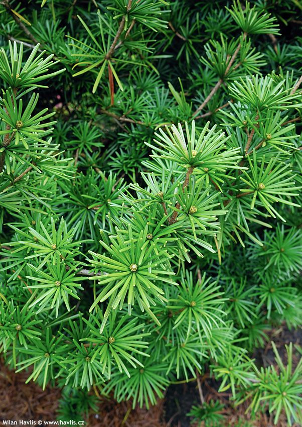 sciadopitys verticillata Sterschnuppe