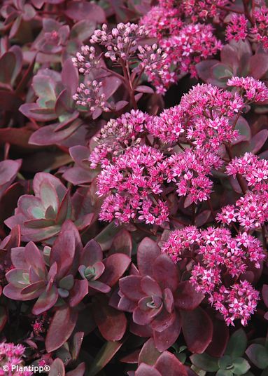 Sedum SUNSPARKLER� FIRECRACKER