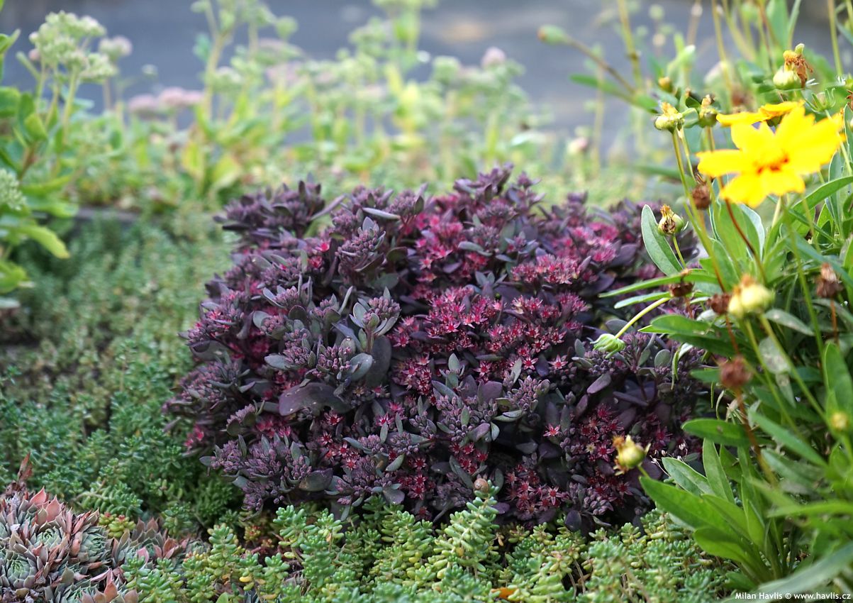 sedum Sunsparkler Plum Dazzled 2026 (3) edit.jpg