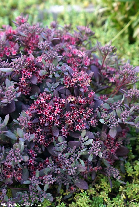 sedum Sunsparkler Plum Dazzled 2026 (6).jpg