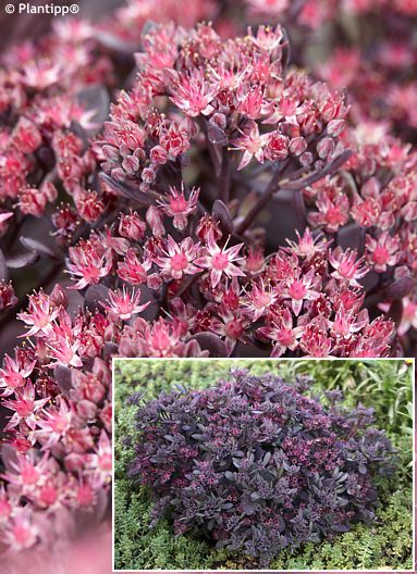 Sedum 'Pldaz2018' SUNSPARKLER� PLUM DAZZLED