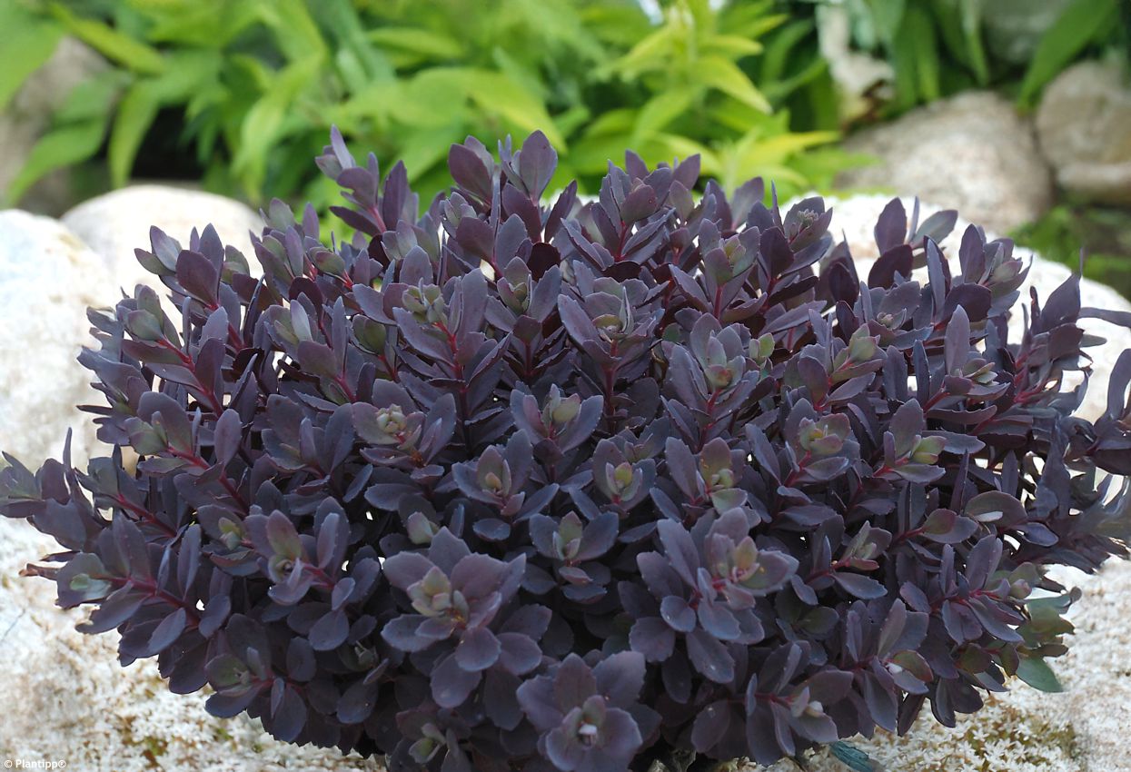 sedum Sunsparkler Plum Dazzled PT 2 edit.jpg