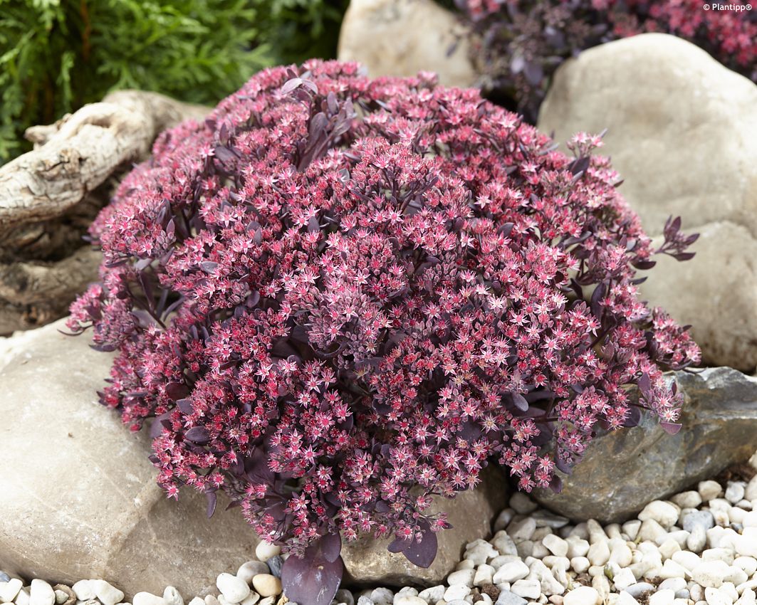 sedum Sunsparkler Plum Dazzled PT 3.jpg
