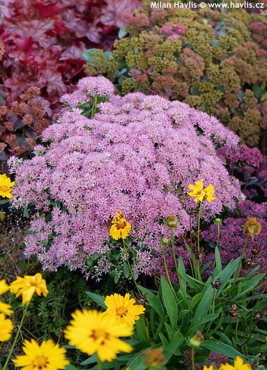 Sedum telephium 'Flosepipas' (Hylotelephium) SEDUCTION PINK PASSION