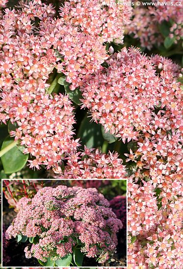 Sedum telefium 'Florserogl' (Hylotelephium) SEDUCTION ROSE CHARM