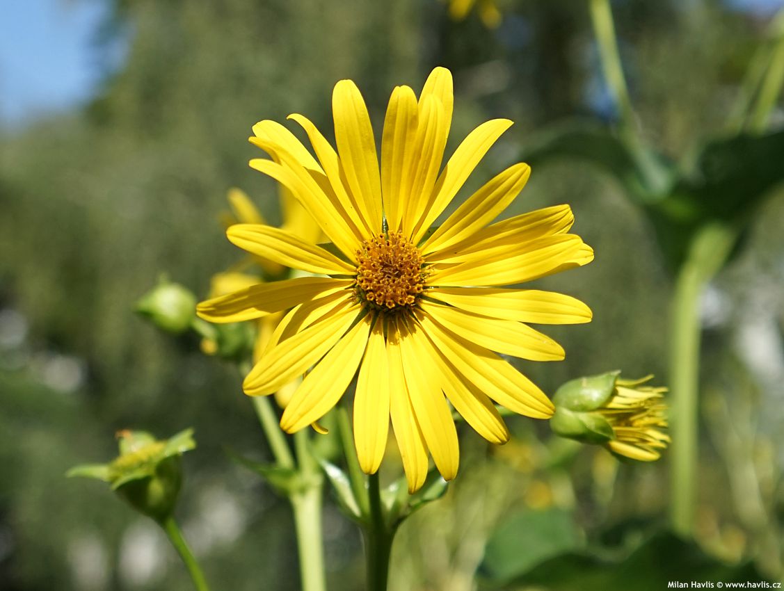 silphium perfoliatum 2026 (3).jpg