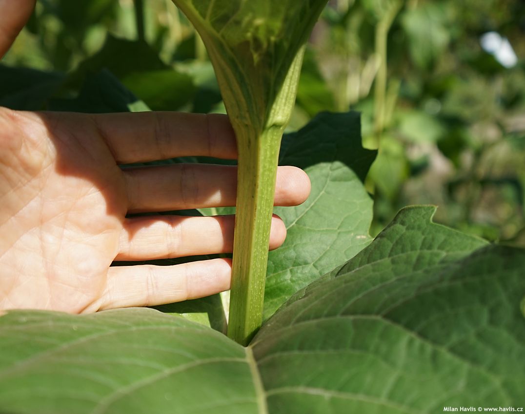 silphium perfoliatum 2026 (4).jpg