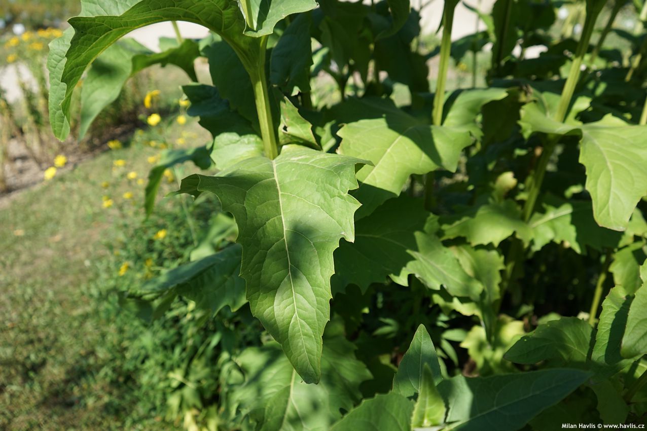 silphium perfoliatum 2026 (5).jpg