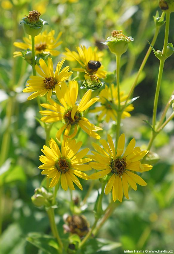 silphium perfoliatum 2026 (8).jpg