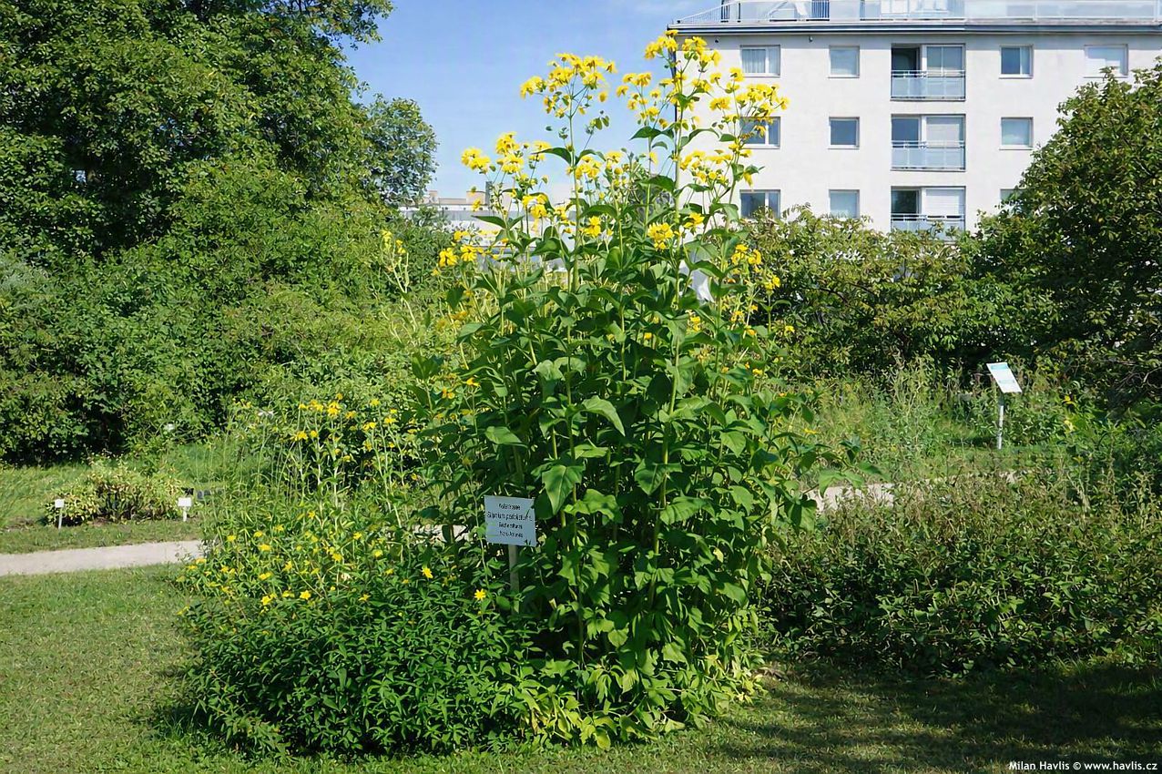 silphium perfoliatum 2026 edit 2.jpg