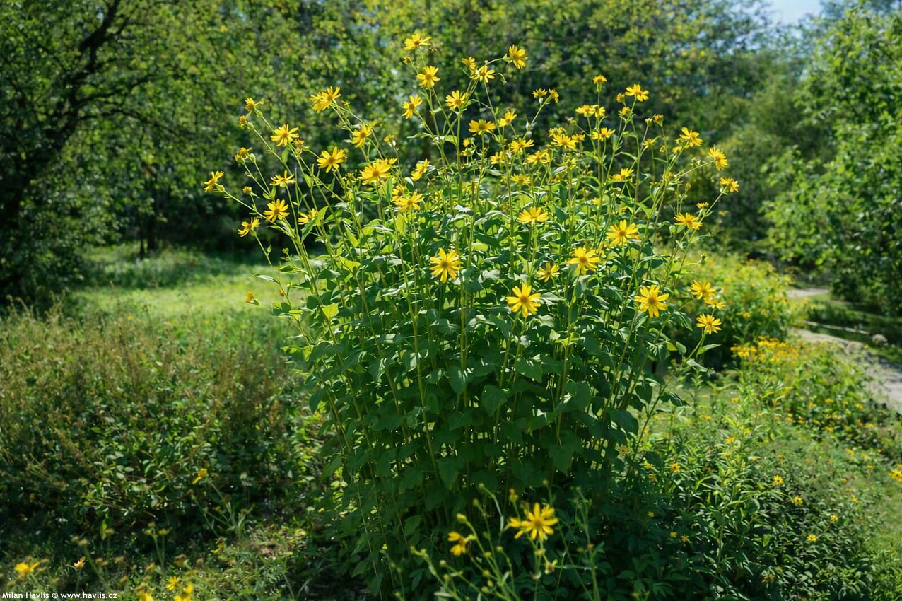 silphium perfoliatum 2026 edit 4.jpg