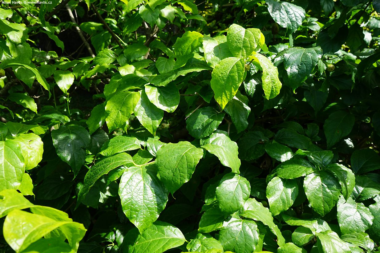 sinocalycanthus chinensis