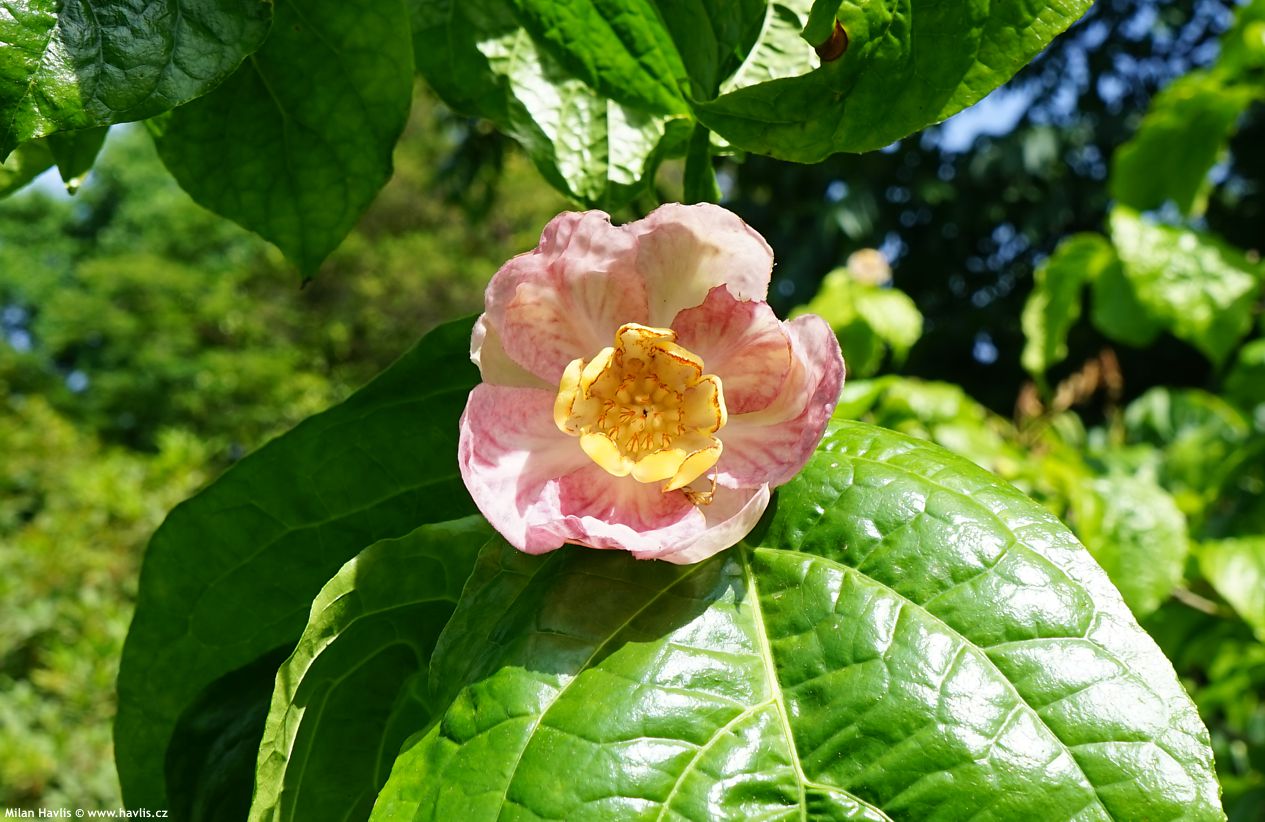 sinocalycanthus chinensis