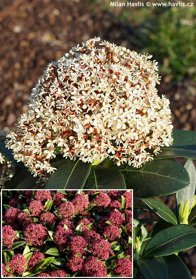 Skimmia japonica 'Moerings 4' RUBESTA&amp;#174; GIANT PINK