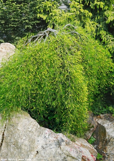Caragana arborescens 'WALKER'