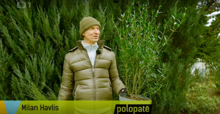 PHILLYREA - STROM NAD�JE