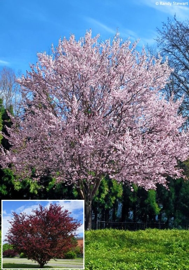 Prunus cerasifera 'PISSARDII'