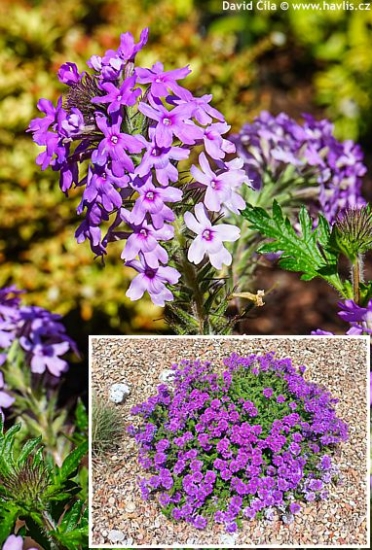 Verbena canadensis 'HOMESTEAD PURPLE'