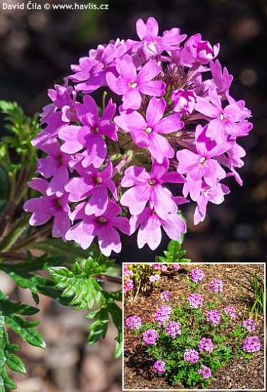 Verbena canadensis 'VERACITY ROSE'