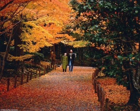 &#128293;&#127807;&#127809; Ohniv podzim - japonsk javory &#128293;&#127807;&#127809;