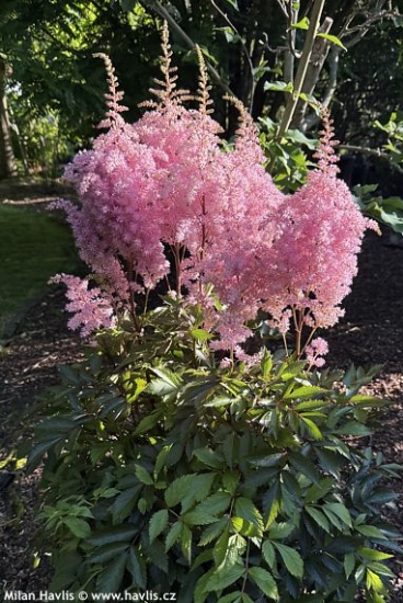 Astilbe x arendii 'GLORIA PURPUREA'