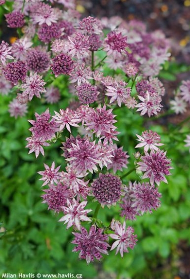 Astrantia major 'PINK PRIDE'