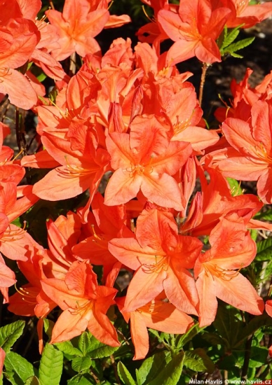 Azalea 'SPEK'S ORANGE'
