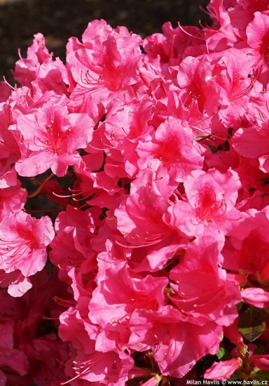 Azalea x 'Conlet' AUTUMN CARNIVAL