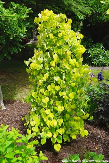 Cercis canadensis NC2015-12 GOLDEN FALLS