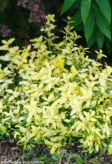 Euonymus fortunei 'Mickaela' SUMMER RUNNER