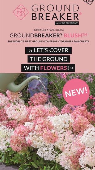 Senzační nová půdopokryvná hortenzie GROUNDBREAKER®