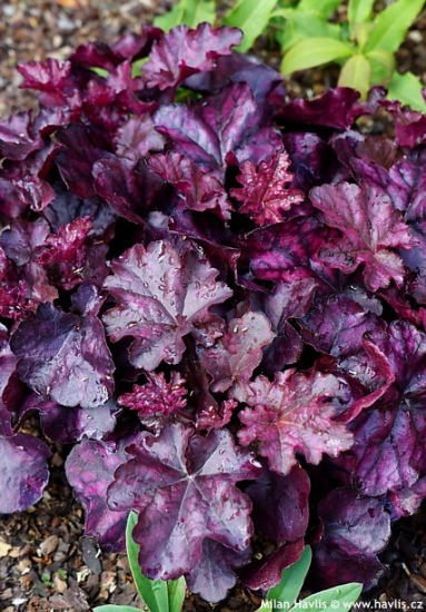 Heuchera 'Ifhemul' INDIAN SUMMER MULBERRY