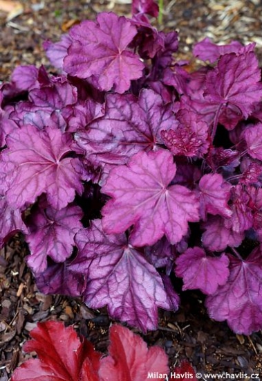 Heuchera PINK PANTHER