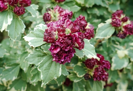 Uniktn krsa s vn historie - Ibiek 'PURPUREUS VARIEGATUS'