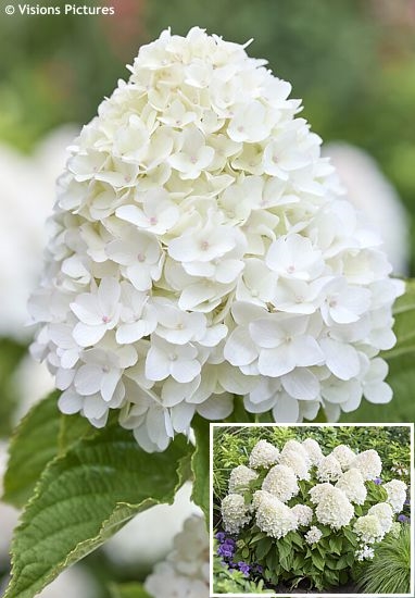 Hydrangea paniculata LC NO11 LIVING SUGAR RUSH