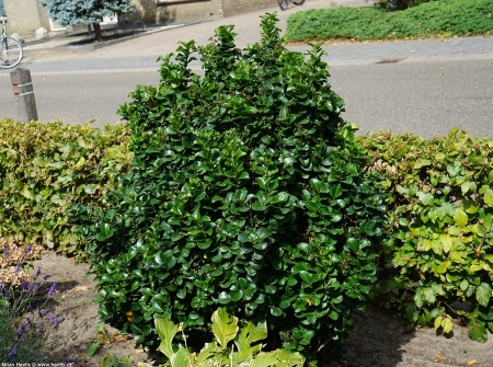 Nezn�m� a exotick� pta�� zob