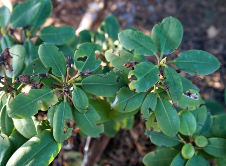 LALOKONOSEC. BROUK NEP��TEL.