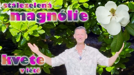 &#127811;&#128174;Nechte se unést krásou magnólií - 3.díl - stálezelená&#128174;&#127811;