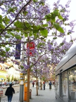 paulownia tomentosa