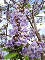 paulownia tomentosa