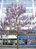 paulownia tomentosa