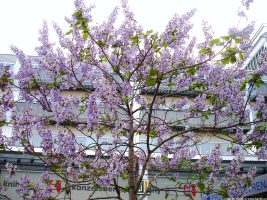 paulownia tomentosa