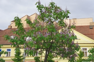 paulownia tomentosa