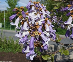 paulownia tomentosa