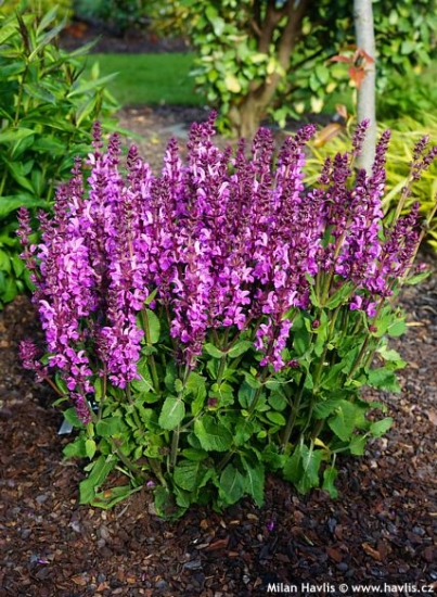 Salvia FASHIONISTA&#8482; 'MOULIN ROUGE'