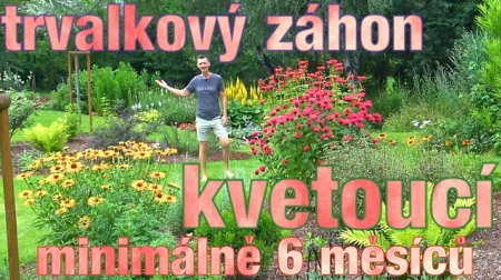 Jak udlat trvalkov zhon kvetouc 6 msc &#127804;&#127989;&#65039;