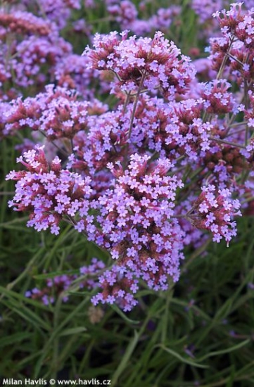 Verbena bonariensis 'LOLLIPOP'