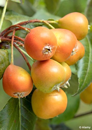 Sorbopyrus auricularis