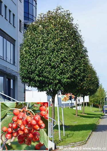 Sorbus intermedia