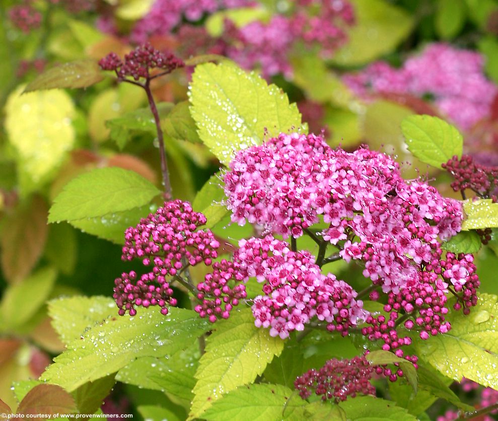 spiraea japonica Double Play Big Bang